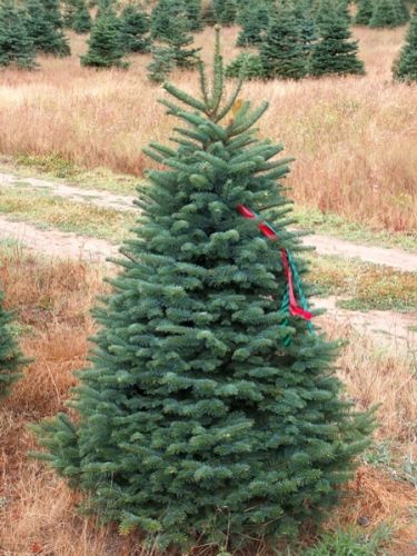 Premium Fraser Fir Real Christmas Tree 7-8 ft. SOLD OUT